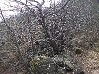 nte Cagliato-20110220 018